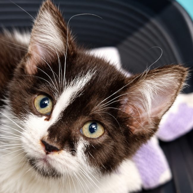 Houat - Chat Européen à adopter