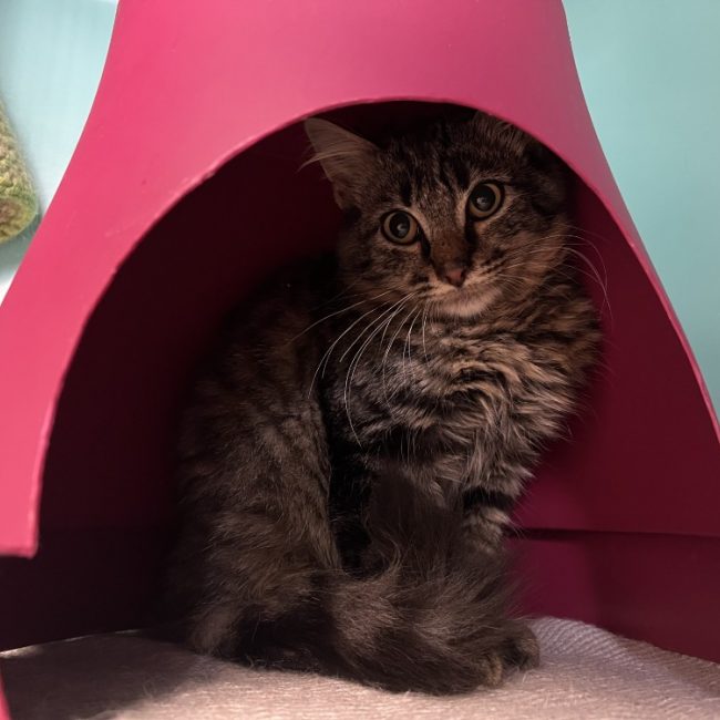 Yeti - Chat Européen à adopter