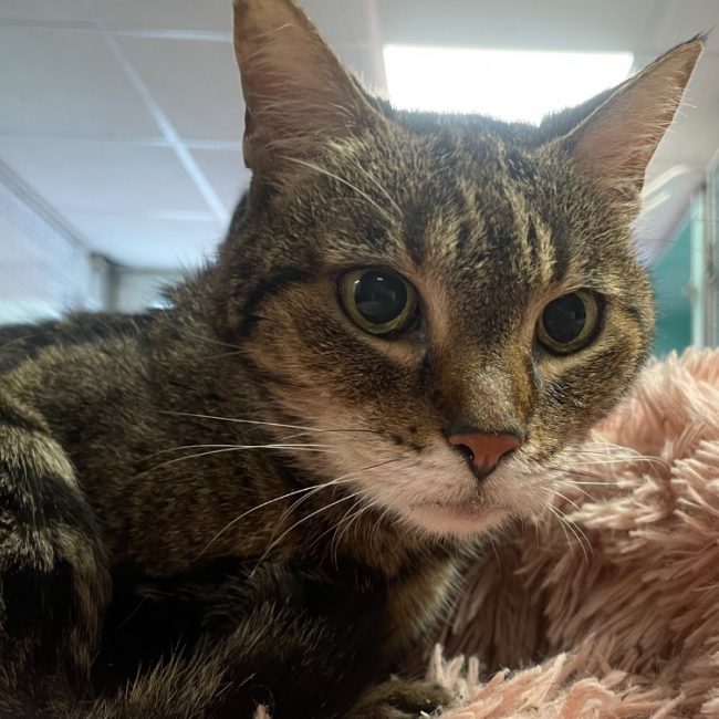 Palourde - Chat Européen à adopter