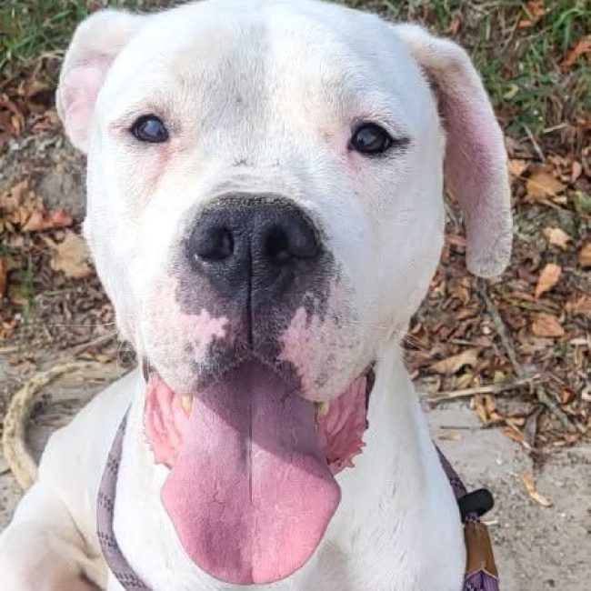 GHOST - Chien Dogue Argentin à adopter