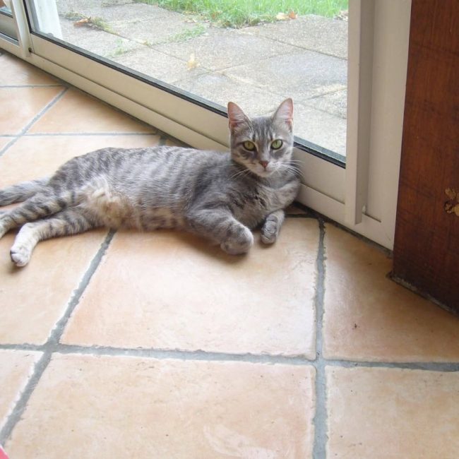 Joy - Chat à adopter