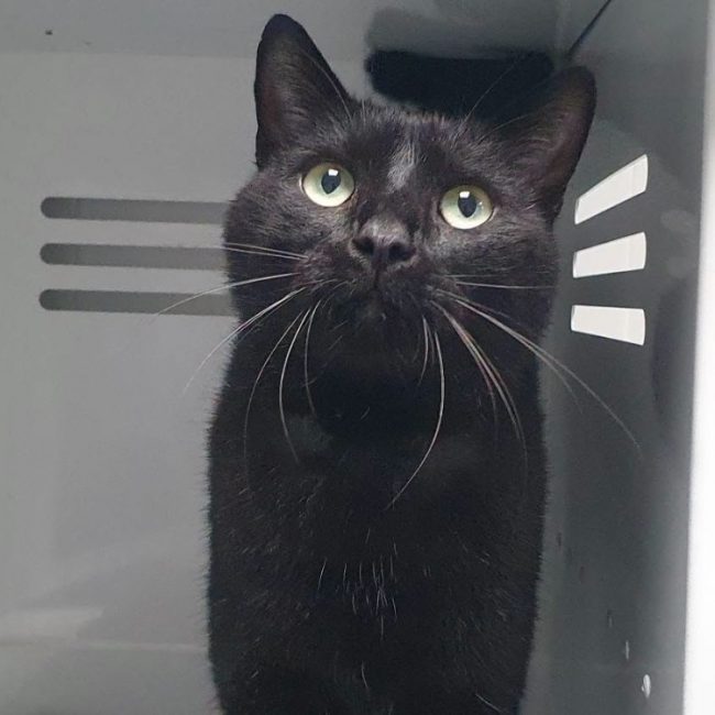 Sirius - Chat Européen à adopter