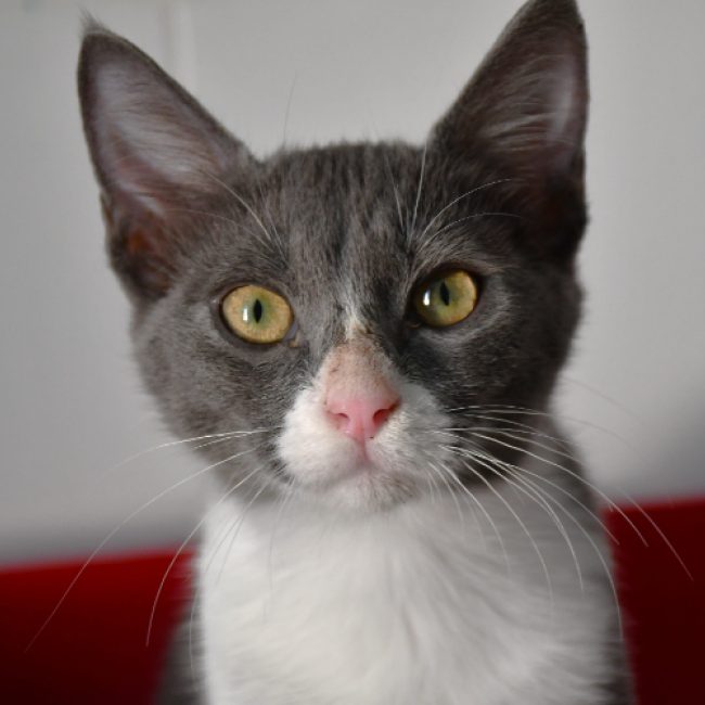 Gaston - Chat Européen à adopter