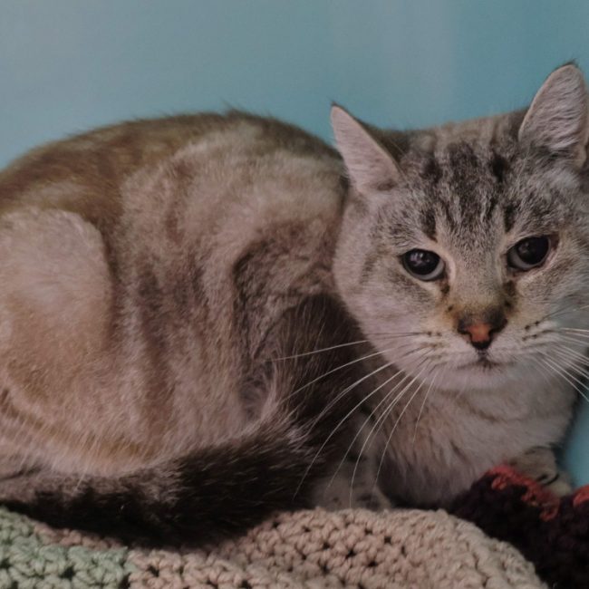 Cassis - Chat Siamois à adopter