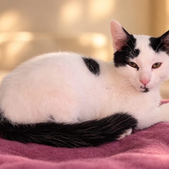 Angus - Chat Européen à adopter