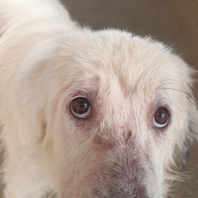 Björn - Chien Chien de montagne des Pyrénées à adopter