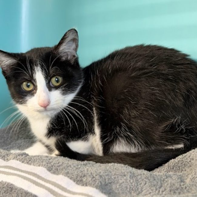 Octavia - Chat Européen à adopter