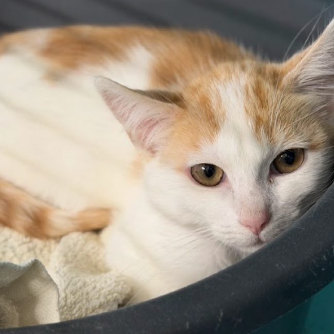 Leblanc - Chat Européen à adopter