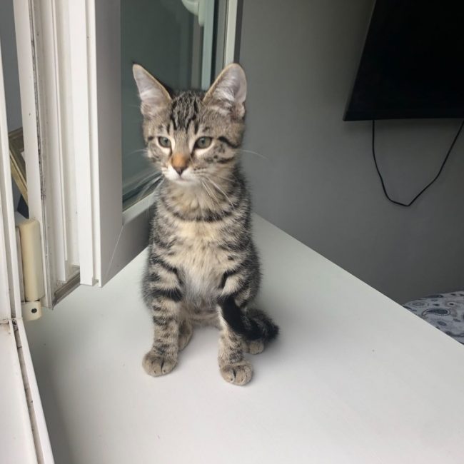 Cizeta - Chat Européen à adopter
