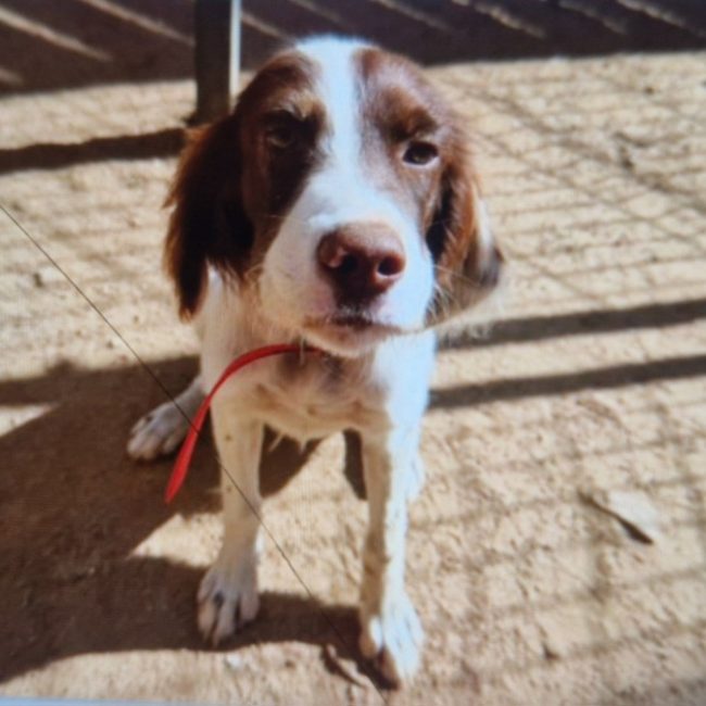 Hermes - Chien Setter Anglais à adopter