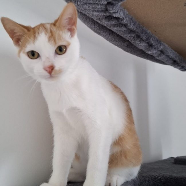 Vakans - Chat Européen à adopter