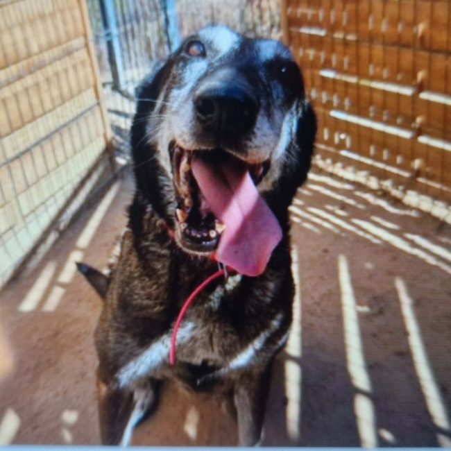 Jaya - Chien Berger Belge Malinois à adopter