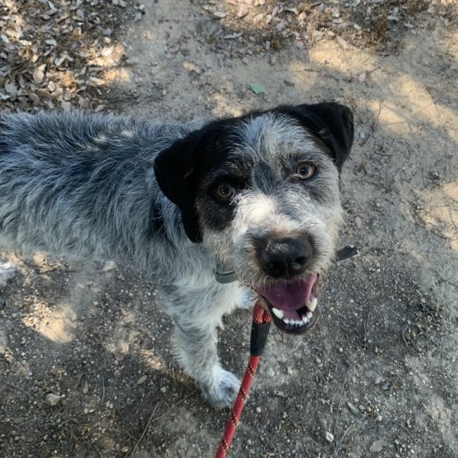 Oreo - Chien Briquet Griffon Vendéen à adopter
