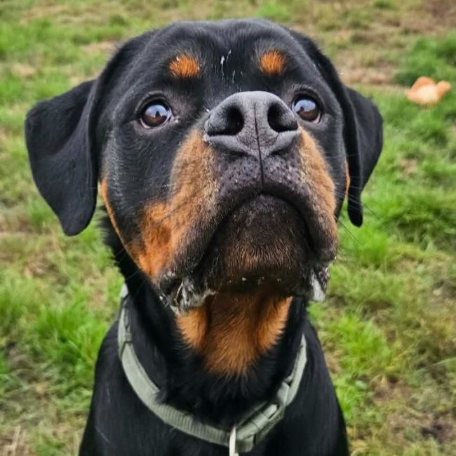 Atlas - Chien Rottweiler à adopter