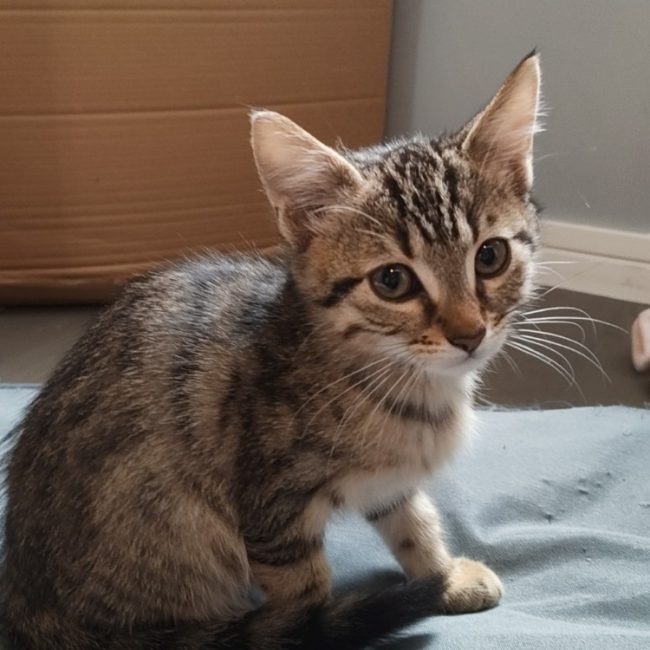 Cheerios - Chat Européen à adopter