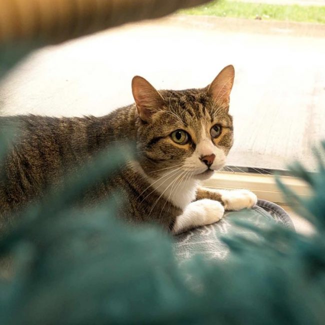 Nemo - Chat Européen à adopter