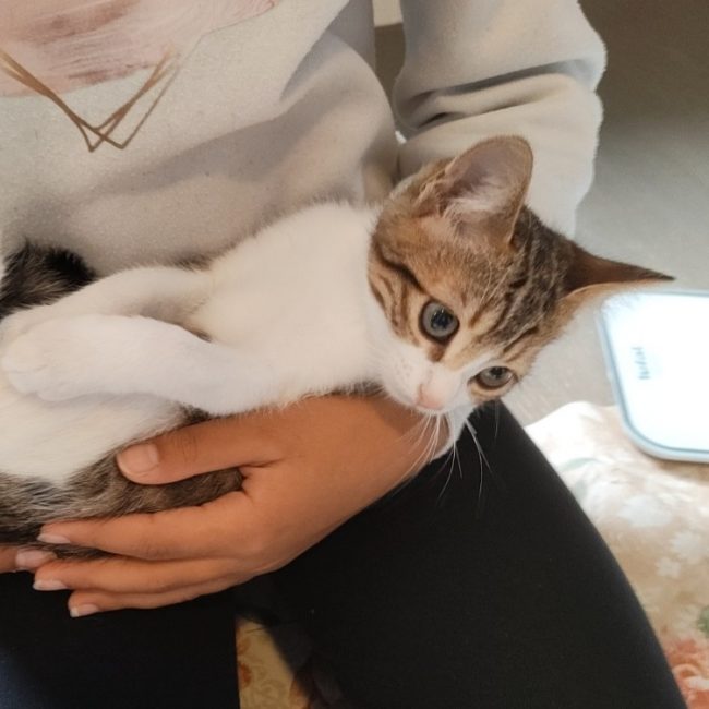 Honey - Chat Européen à adopter