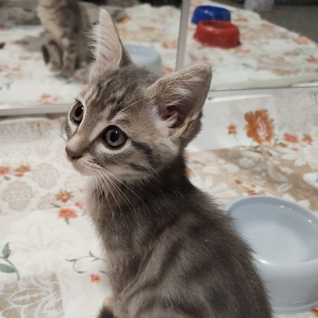Chocapic - Chat Européen à adopter