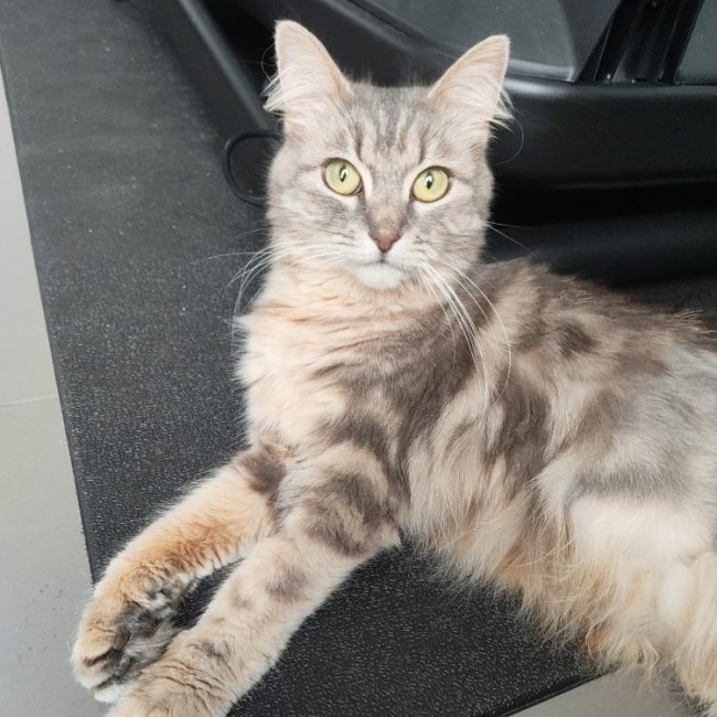Reese - Chat Européen à adopter