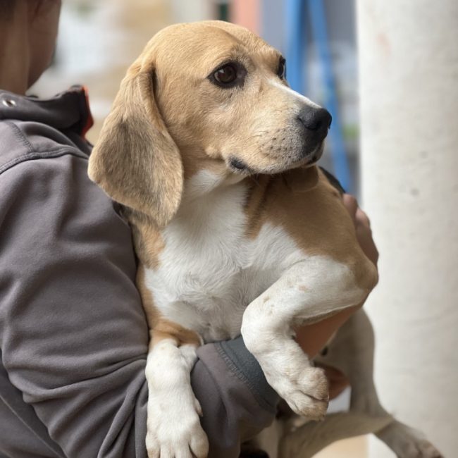 Paname - Chien Beagle à adopter
