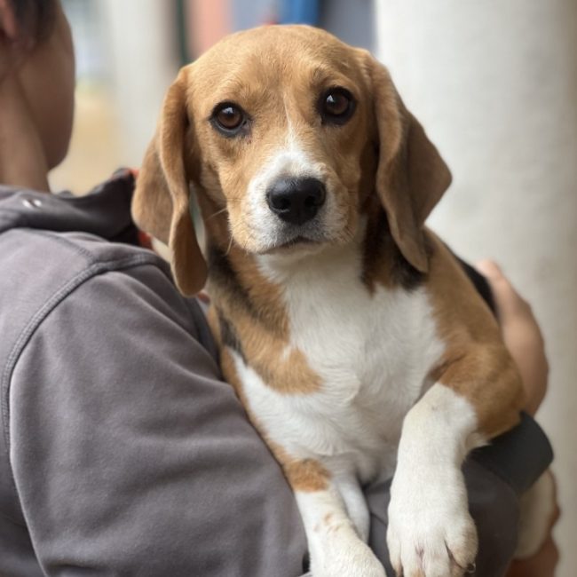 Thalassa - Chien Beagle à adopter