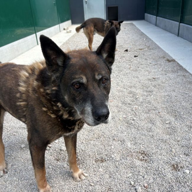 Jeff - Chien Berger Belge Malinois à adopter
