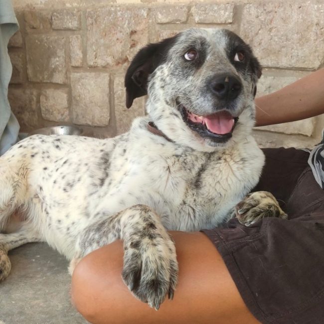 YALA - Chien Mâtin Espagnol à adopter