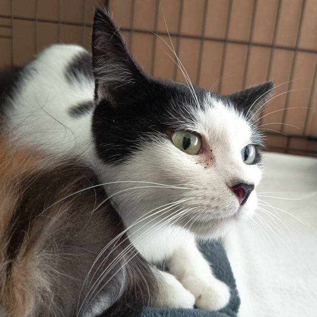 Nyx - Chat Européen à adopter