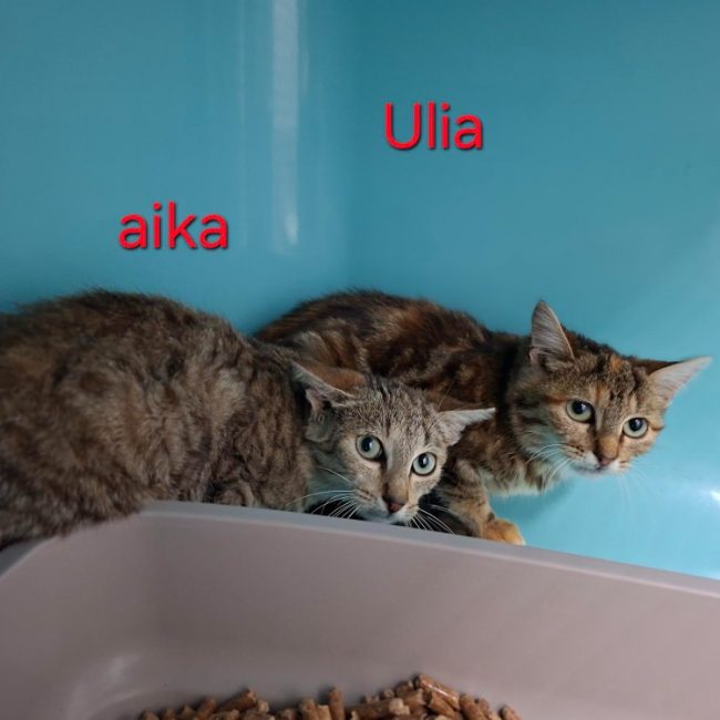 Ulia