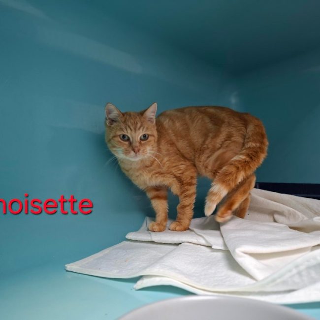 Noisette