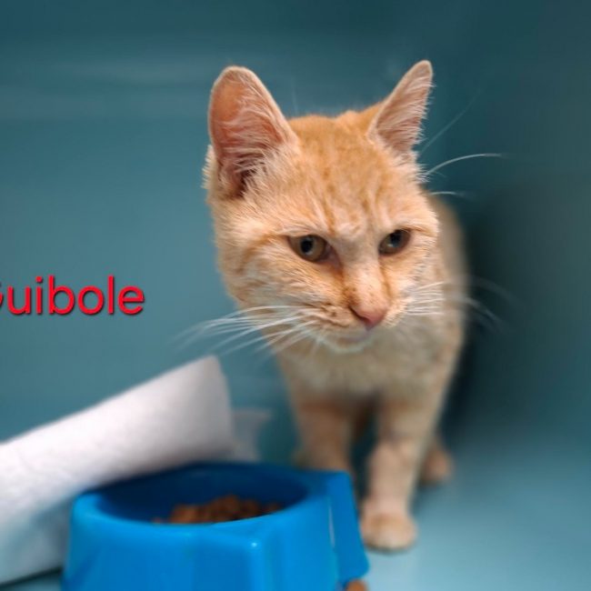 Guibole