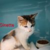 Ginette