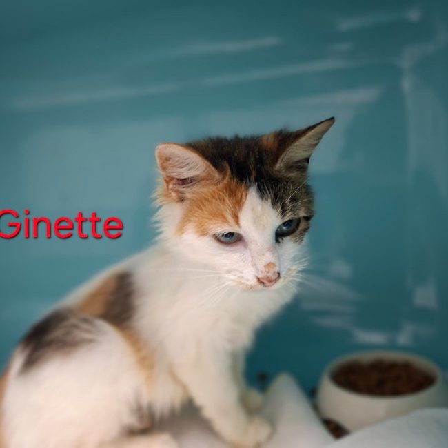 Ginette - Chat Européen à adopter