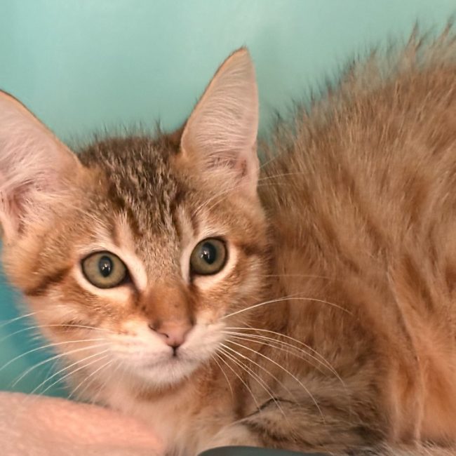Boxy - Chat Européen à adopter