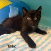 Talko