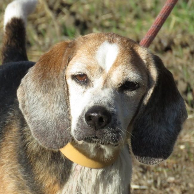 Junon - Chien Beagle à adopter