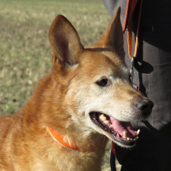 Scrappy - Chien Berger à adopter