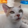 Mirabelle