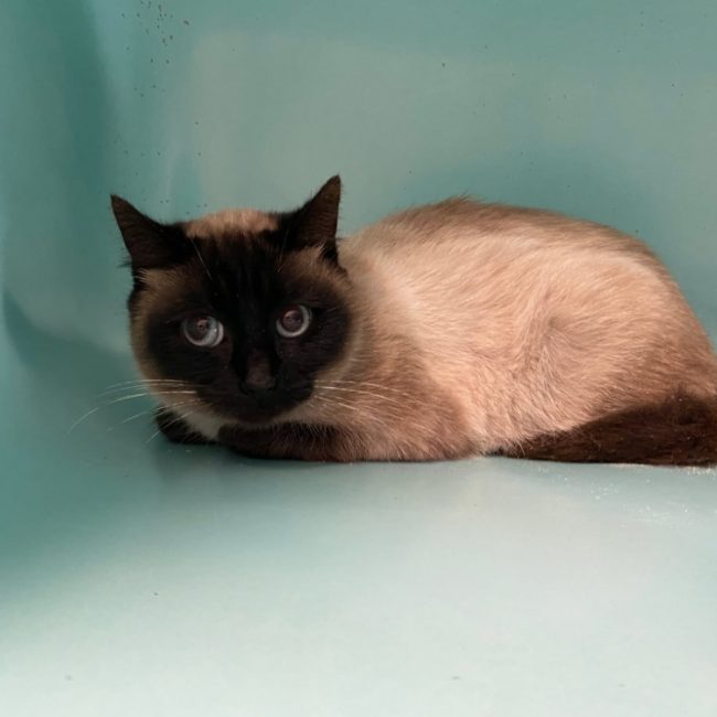 Anong - Chat Européen à adopter
