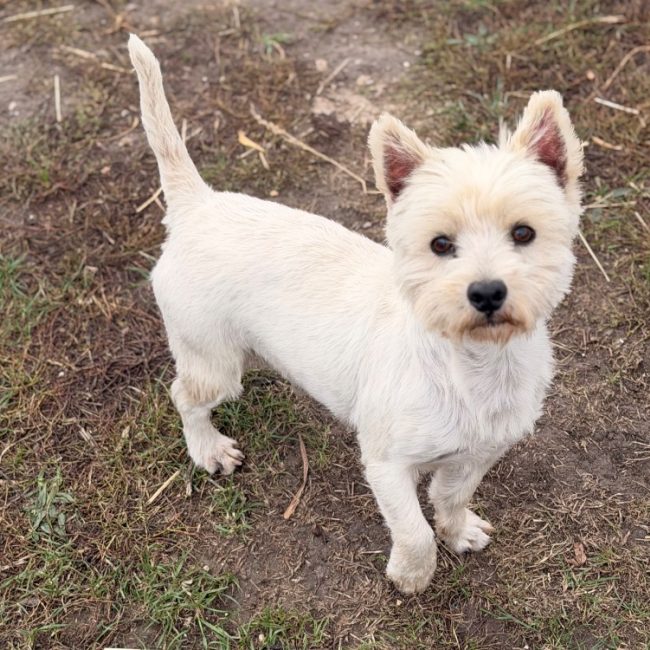 Rusty - Chien West Highland White Terrier à adopter