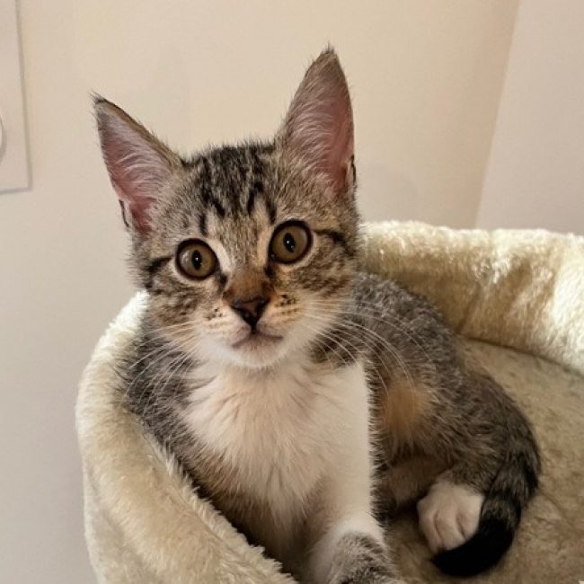 Suki