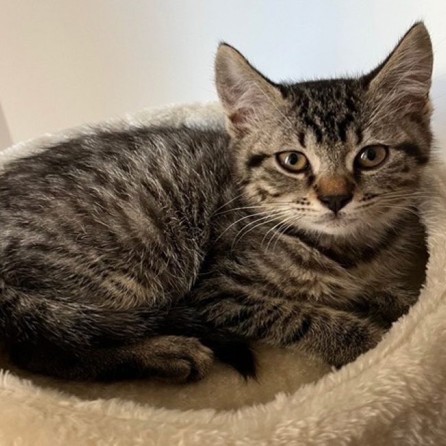 Yoshi - Chat Européen à adopter