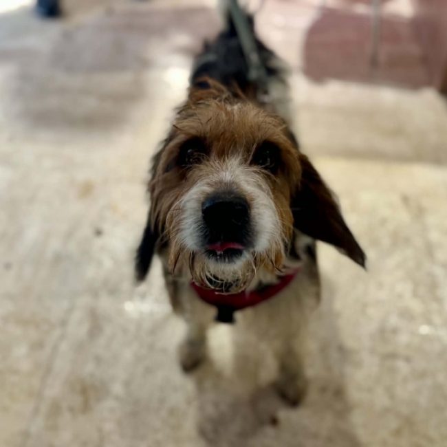 Bounty - Chien Briquet Griffon Vendéen à adopter