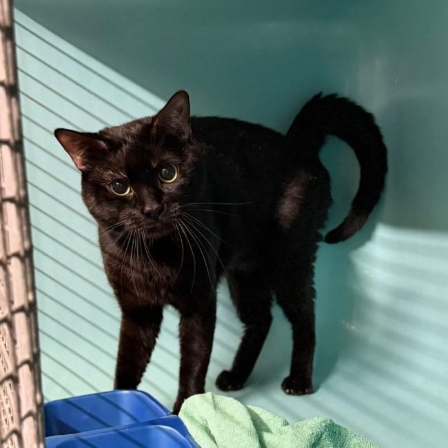 Onyx - Chat Européen à adopter