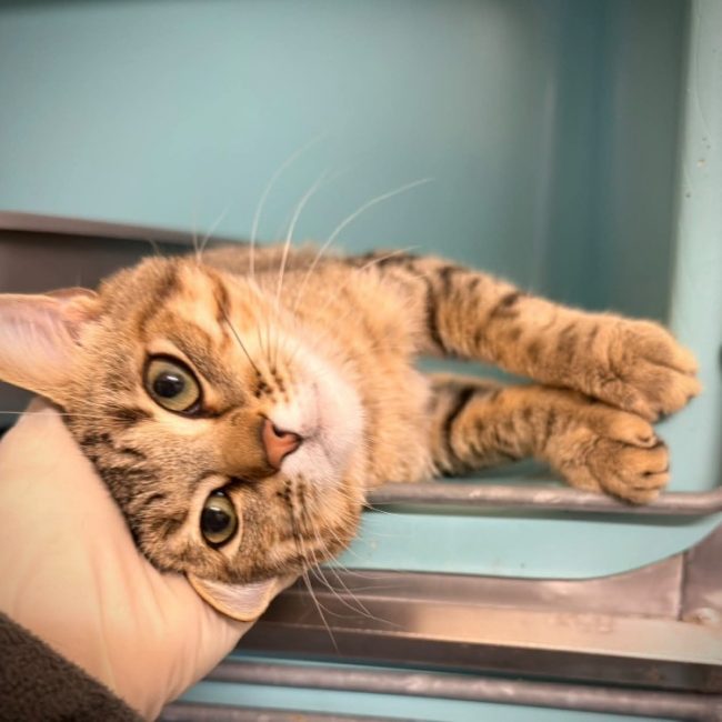 Kingfisher - Chat Européen à adopter