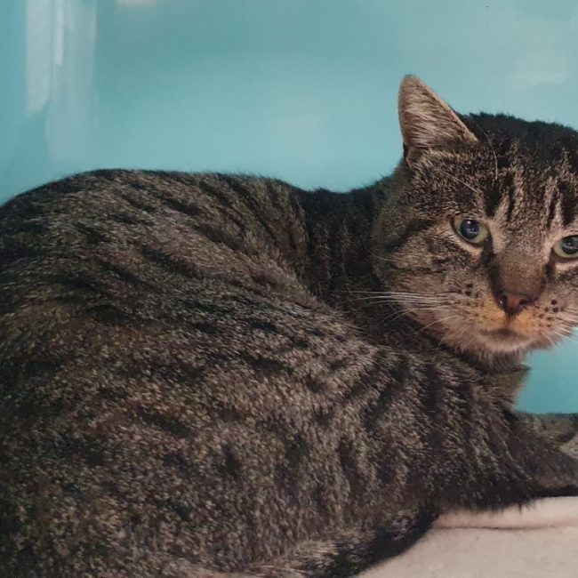 Yoron - Chat Européen à adopter