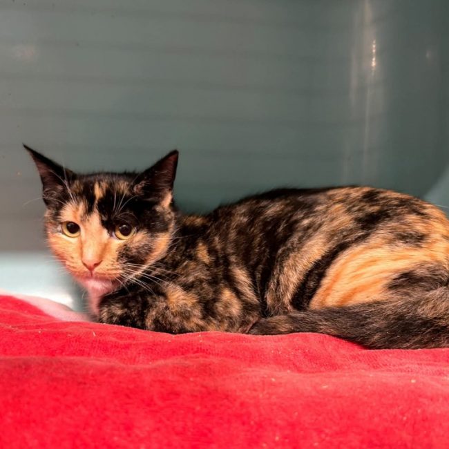 Saeris - Chat Européen à adopter