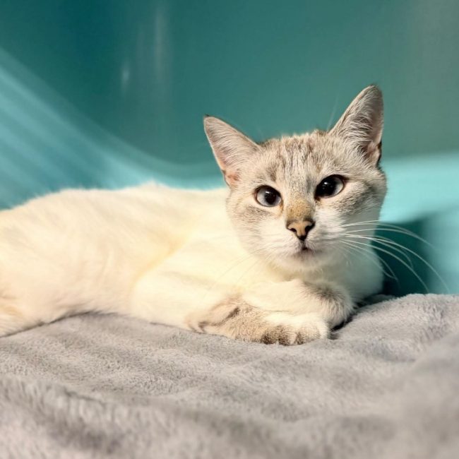 Chutchut - Chat à adopter