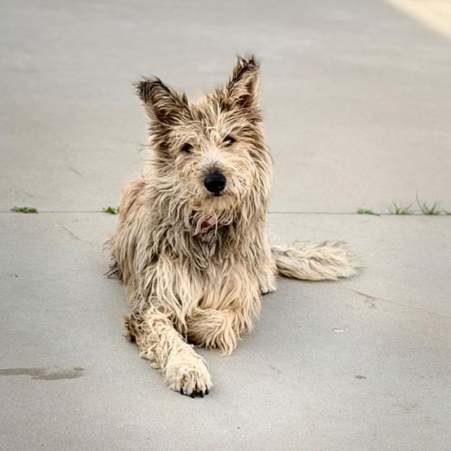 Velma - Chien à adopter