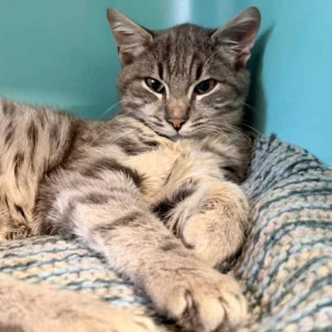 Az - Chat à adopter